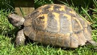 Spur Thighed : Male approx 50+ years old (Fred)